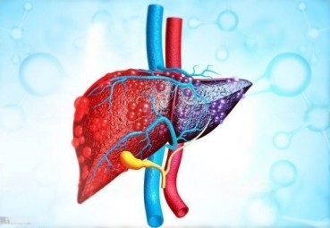 Know about your liver