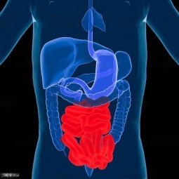 Know about your small intestine