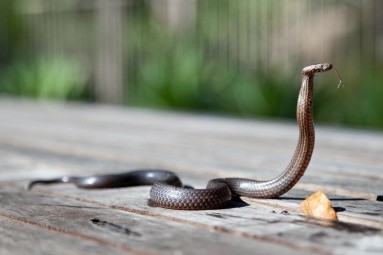 why more than one million Indians died from snakebite?